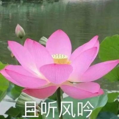 [视频]王沪宁在四川甘孜、阿坝调研